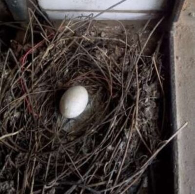 egg that did not hatch